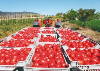 CONSUMIDORES: ESCASEA POR TODAS PARTES Precio del tomate en EU aumenta un 23%