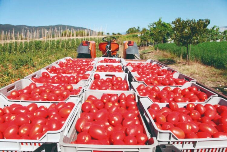 CONSUMIDORES: ESCASEA POR TODAS PARTES Precio del tomate en EU aumenta un 23%