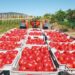 CONSUMIDORES: ESCASEA POR TODAS PARTES Precio del tomate en EU aumenta un 23%