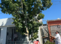 REGULA GOBIERNO MUNICIPAL LA TALA DE ÁRBOLES Y LLAMA A PREVENIR SANCIONES