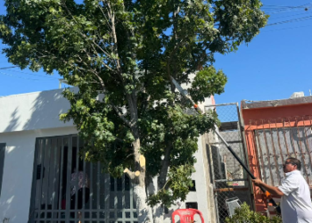 REGULA GOBIERNO MUNICIPAL LA TALA DE ÁRBOLES Y LLAMA A PREVENIR SANCIONES