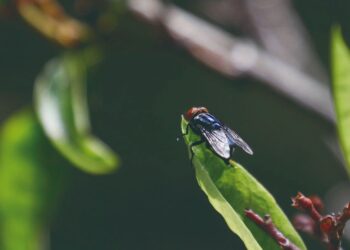 LEGISLADORES ENVÍAN CARTA AL CONGRESO Piden reportes sobre gusano barrenador