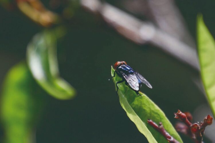 LEGISLADORES ENVÍAN CARTA AL CONGRESO Piden reportes sobre gusano barrenador