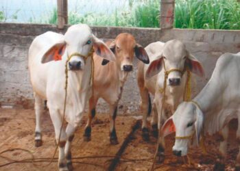 CONTINGENCIA SANITARIA Recuperar confianza de EU Tomará 5 años a ganaderos