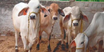 CONTINGENCIA SANITARIA Recuperar confianza de EU Tomará 5 años a ganaderos