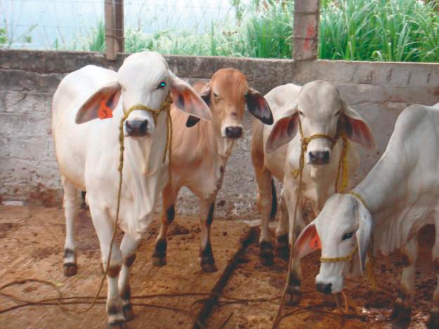 CONTINGENCIA SANITARIA Recuperar confianza de EU Tomará 5 años a ganaderos