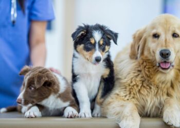 Calor y humedad, deben ser de cuidado para las mascotas