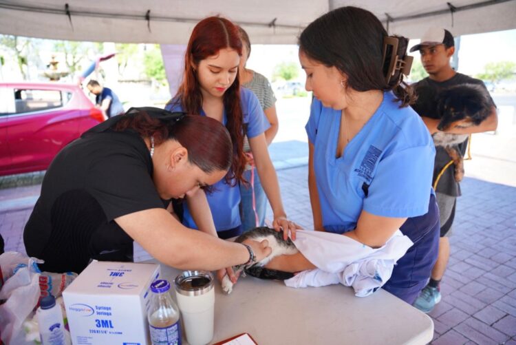 Invitan a jornada de salud para mascotas