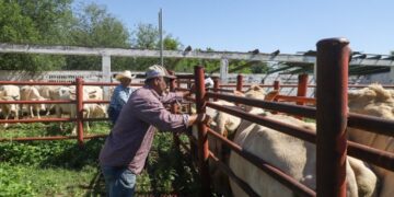 Fortalecen sanidad ganadera con apoyos gratuitos