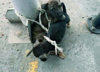 POR MALTRATO ANIMAL Existen 6 carpetas de investigación