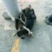 POR MALTRATO ANIMAL Existen 6 carpetas de investigación
