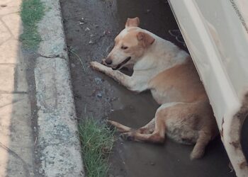 Llaman a rescatistas a ser donatarias autorizadas