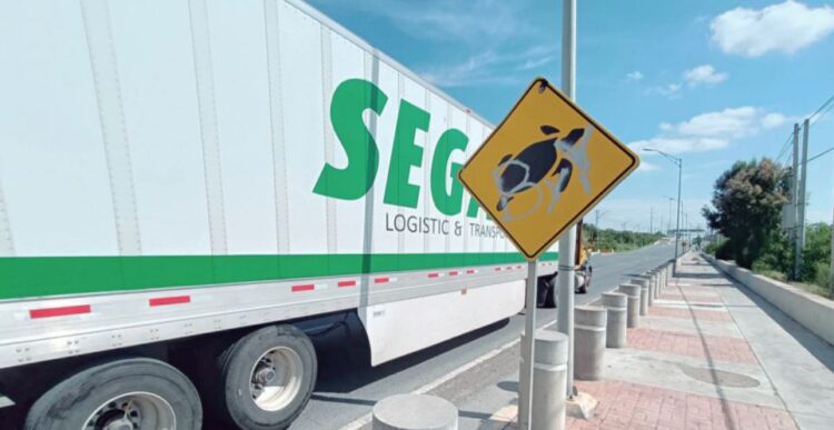 Ponen su granito de arena y salvan tortugas