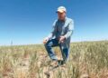 EN TEXAS Y OTROS 4 ESTADOS Sequía y la guerra golpean agricultura