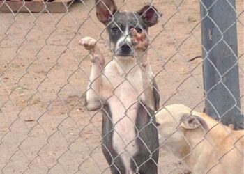 PARA CONCIENTIZAR Marcharán a favor de los animales