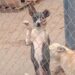 PARA CONCIENTIZAR Marcharán a favor de los animales