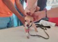 Brindan apoyos para mascotas