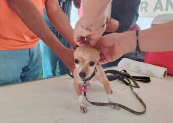 Brindan apoyos para mascotas