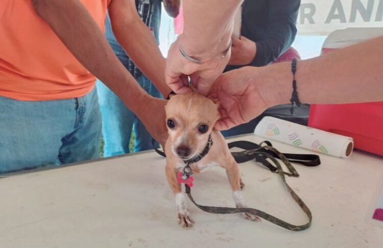 Brindan apoyos para mascotas