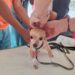 Brindan apoyos para mascotas