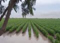 FALTA DE LLUVIA SE PROLONGÓ POR UN AÑO Rompe mayo con sequía