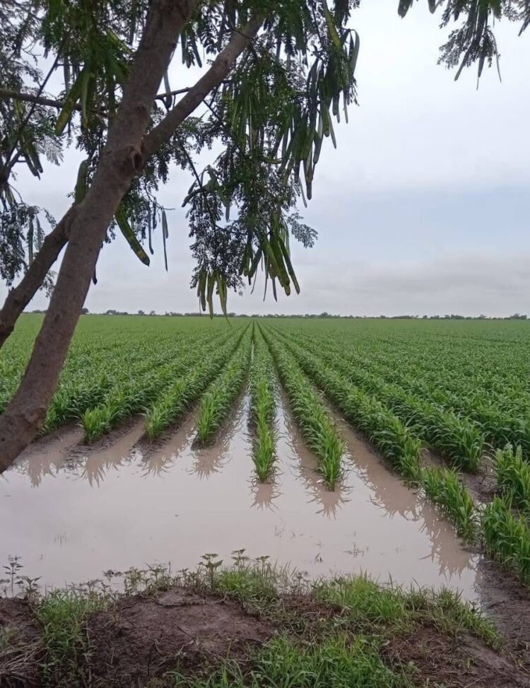 FALTA DE LLUVIA SE PROLONGÓ POR UN AÑO Rompe mayo con sequía