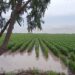 FALTA DE LLUVIA SE PROLONGÓ POR UN AÑO Rompe mayo con sequía
