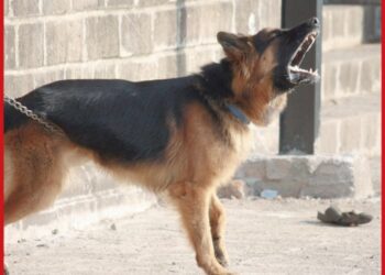 Enfrentaría delitos el dueño de perro que atacó a abuelita