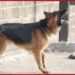 Enfrentaría delitos el dueño de perro que atacó a abuelita