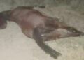 DENUNCIAN FALTA DE VIGILANCIA Aumenta negligencia contra los animales