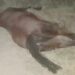 DENUNCIAN FALTA DE VIGILANCIA Aumenta negligencia contra los animales