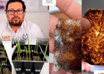 Patenta la UAT un bioplástico