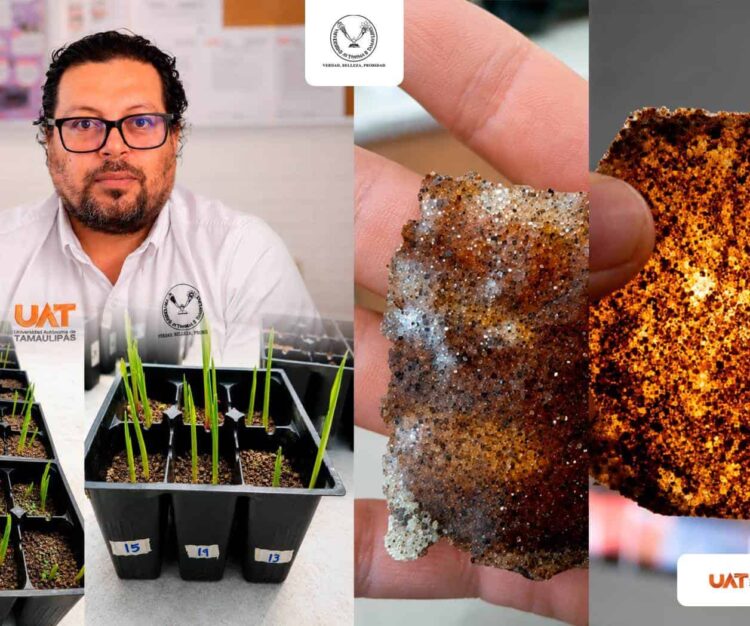 Patenta la UAT un bioplástico