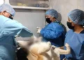 Arranca programa de esterilización a mascotas