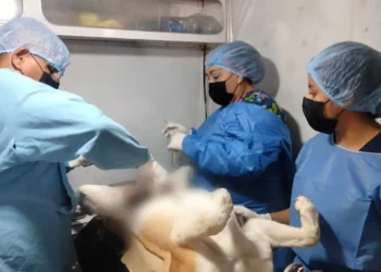 Arranca programa de esterilización a mascotas