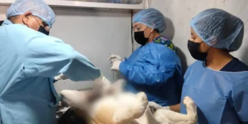 Arranca programa de esterilización a mascotas