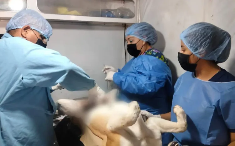 Arranca programa de esterilización a mascotas
