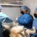 Arranca programa de esterilización a mascotas