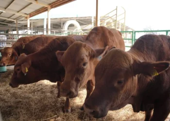 Protegen vacas ante la canícula