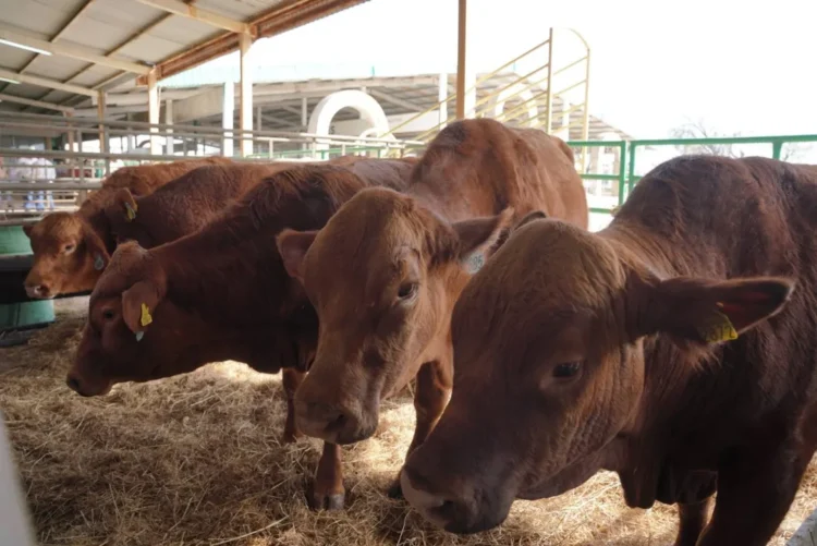 Protegen vacas ante la canícula