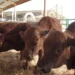 Protegen vacas ante la canícula