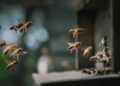 Atacan abejas a abuelitos