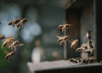 Atacan abejas a abuelitos