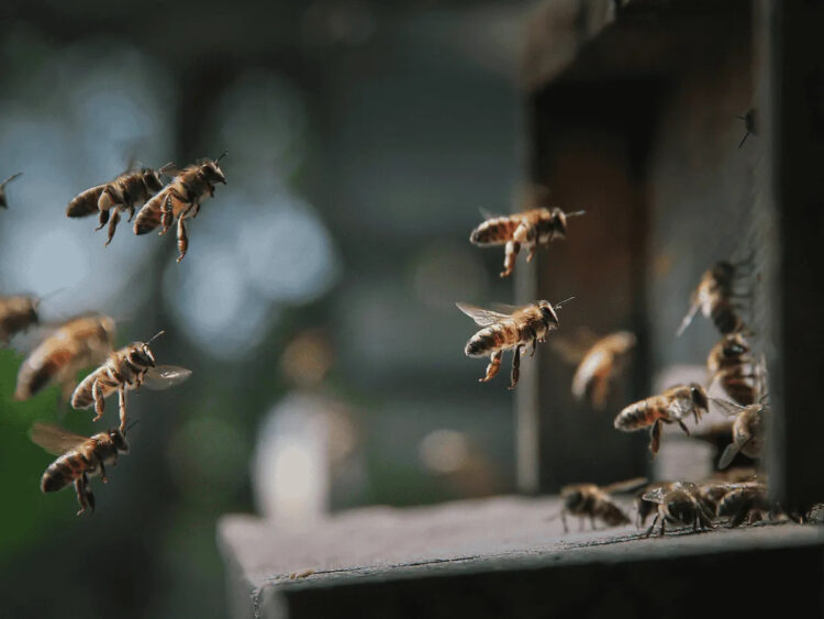 Atacan abejas a abuelitos
