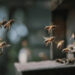 Atacan abejas a abuelitos