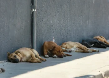 Piden cuidar a mascotas del calor