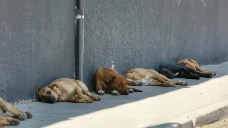 Piden cuidar a mascotas del calor