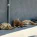 Piden cuidar a mascotas del calor