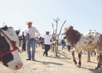 TRAS UN AÑO DE PROHIBICIÓN Retoma EU importación de ganado mexicano