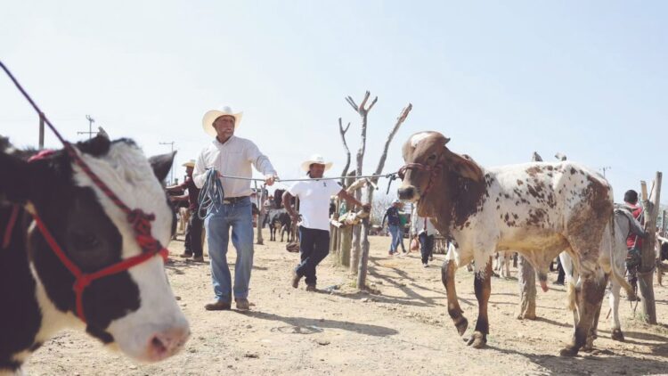TRAS UN AÑO DE PROHIBICIÓN Retoma EU importación de ganado mexicano